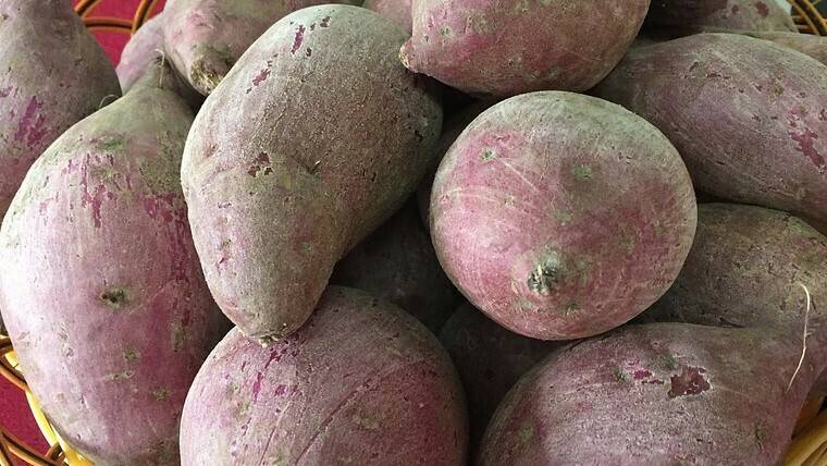 potato-2394773_960_720|yam-1716421_960_720